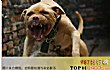 世界十大斗犬排名TOP1-比特犬