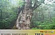 世界上的十大古树TOP1-日本jhomon sugi树：7200岁！