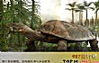 十大灭绝恐怖动物名单TOP1-碳龟