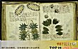 世界十大神秘天书TOP1-伏尼契手稿