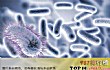 全球十大病毒排行榜TOP1-天花病毒