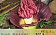 世界十大特殊植物TOP1-泰坦魔芋