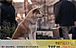 十大感人的狗狗电影TOP1-《忠犬八公的故事》