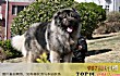 世界凶猛的十大护卫犬TOP1-俄罗斯高加索