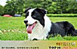 十大聪明犬排名TOP1-边境牧羊犬
