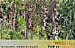 世界十大诡异的地方TOP1-娃娃岛