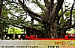 世界最漂亮的十大树TOP1-天下第一银杏树