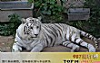 世界最漂亮的十大动物TOP1-白虎