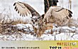 世界十大猛禽实力排名TOP1-雕鸮