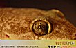 世界最奇特的十大动物的眼睛TOP1-壁虎的眼睛