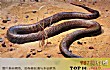 世界毒性最强的十大生物TOP1-大班蛇