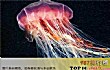 世界十大剧毒水母TOP1-冥河水母