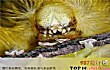 世界十大致命昆虫TOP1-茸毒蛾