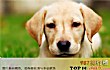 世界名犬智商之最LOGO