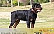 世界十大最凶猛的军犬TOP1-罗威纳犬