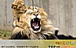 世界上最危险的十大动物TOP1-狮子