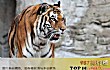 世界上最危险十大猫科动物TOP1-西伯利亚虎