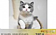 世界十大萌宠排名TOP1-英国短毛猫