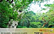 世界最贵的十大树TOP1-绳文杉