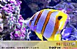 世界十大最漂亮的热带鱼TOP1-蝶鱼