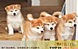世界十大最忠诚的狗排名TOP1-秋田犬