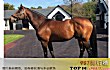 世界十大名马TOP1-纯血马