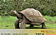 世界最大的十大乌龟TOP1-加拉帕戈斯象龟