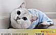 世界十大最漂亮的猫TOP1-英国短毛猫