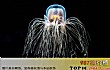 世界十大最长寿的动物TOP1-灯塔水母