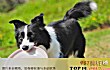 世界最聪明的十大名犬TOP1-边境牧羊犬