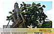 世界十大奇怪的树TOP1-教堂橡树