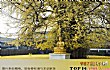 陕西境内十大古代名人手植树TOP1-李世民手植银杏