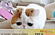 世界上十大最温顺猫咪TOP1-异国短尾猫