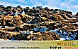 世界十大群岛TOP1-格陵兰岛