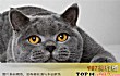 十大最受欢迎猫咪排名TOP1-英国短毛猫