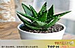 净化室内空气的十大盆栽TOP1-芦荟盆栽