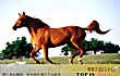 中国十大名马TOP1-赤兔