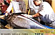 全球十大名贵海鲜排行榜TOP1-蓝鳍金枪鱼– 300万美元