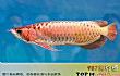 全球十大名贵观赏鱼排行榜TOP1-雪龙鱼 arowana $ 400,000
