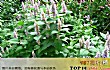 世界十大最香的植物排行榜TOP1-藿香