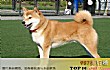 忠犬之最LOGO