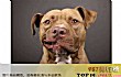 全球十大猎犬排行榜TOP1-比特犬
