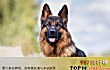 搜救犬十大品种排名TOP1-德国牧羊犬