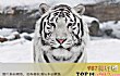 世界十大最漂亮动物TOP1-白虎