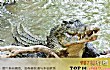 世界十大最凶残鳄鱼TOP1-咸水鳄