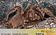 世界十大最毒蜘蛛TOP1-巴西游走蛛