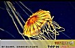 世界十大最美丽水母TOP1-黑星海刺水母