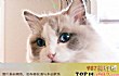 世界著名的宠物猫之最LOGO