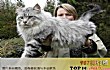 世界十大体格最大的猫TOP1-缅因猫
