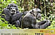 世界十大智商最高动物TOP1-黑猩猩